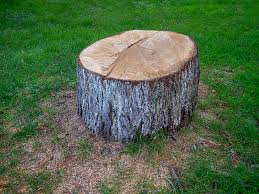 Best Tree Disease Treatment  in Brewton, AL
